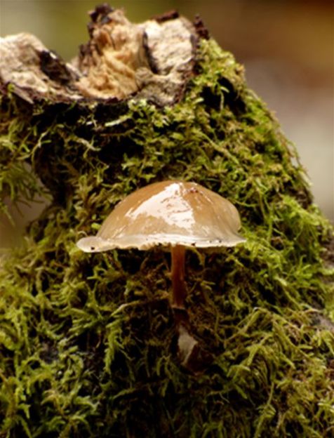 A single cap with a browned appearance on beech in the New Forest, Hampshire